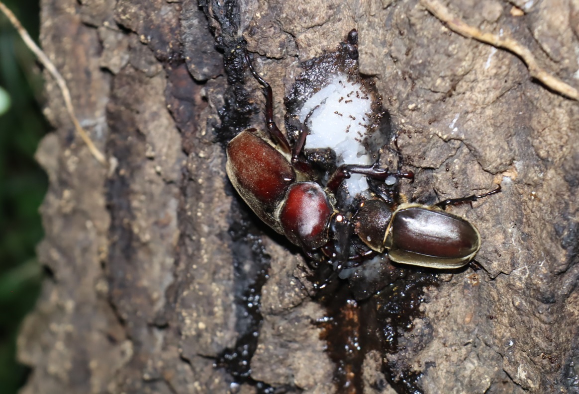 カブトムシのペア_No4のクヌギ_クワガタ達のオアシス_2023年7月19日19時45分 気温28.6度